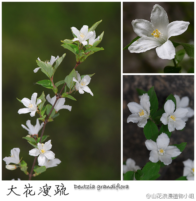 大花溲疏,虎耳草科,溲疏属.这名字有点怪…-堆糖,美好