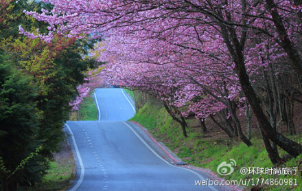 樱花路语