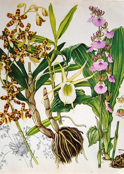 复兴时代 植物图鉴图片