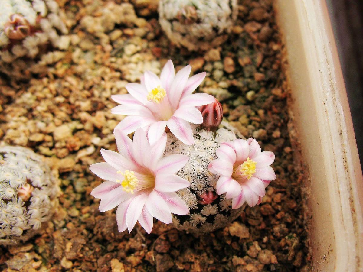 mammillaria sanchezmejoradae 羽毛丸