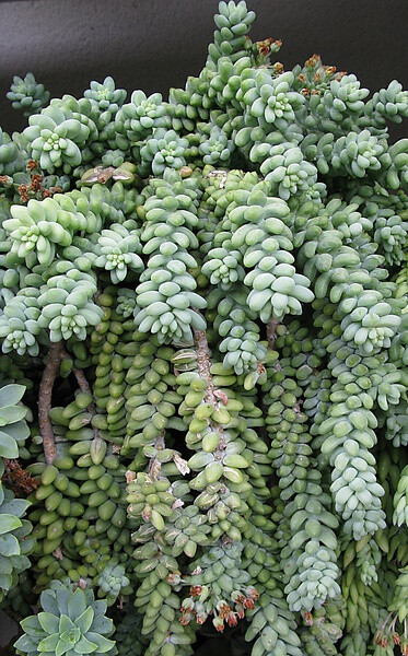 景天科景天属【新玉缀】sedum morganianum var.