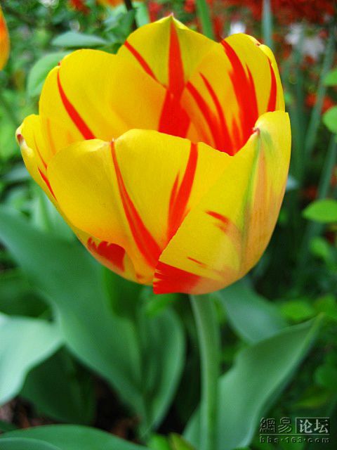 双色郁金香花语美丽的你喜相逢
