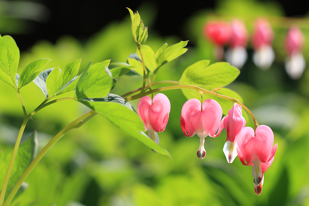bleeding heart