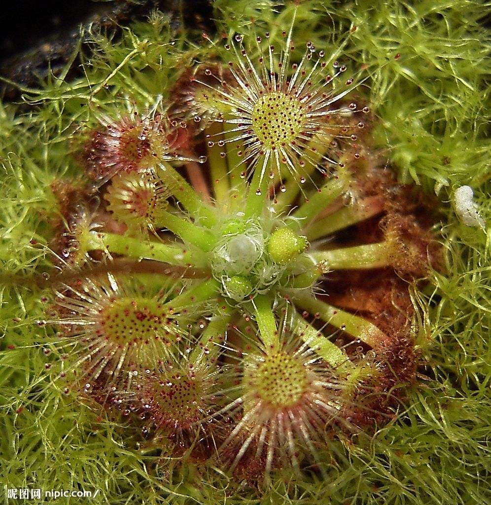 茅膏菜 茅膏菜属植物叶面密被分泌黏液的腺…-堆糖,美好生活研究所