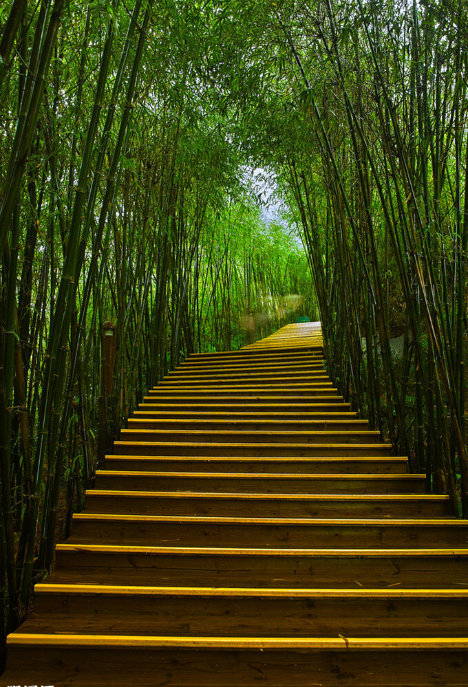 竹林 阶梯