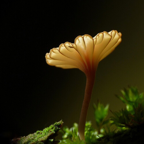 蘑菇蘑菇