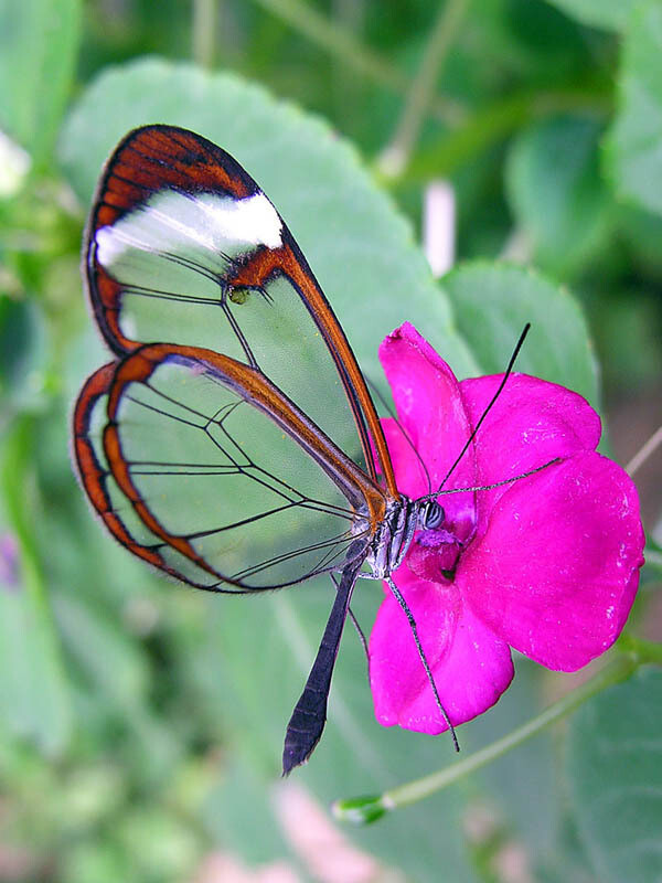玻璃翼蝴蝶:glasswinged butterfly
