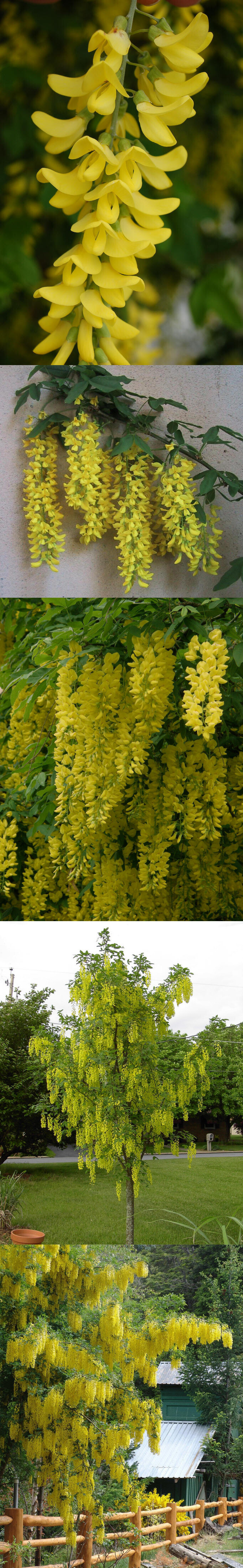 金链花的花朵称为蝶形花,它结700_4518竖版 竖屏