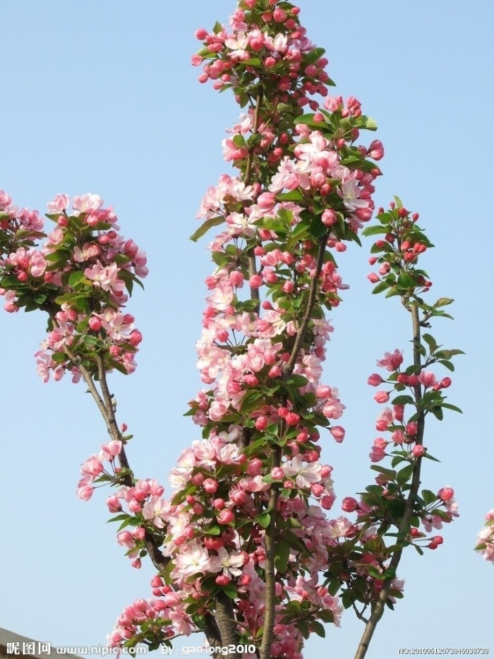 海棠花 
