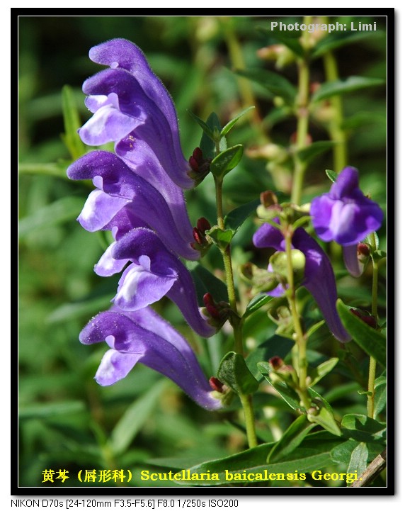 黄芩scutellaria baicalensis georgi.jpg