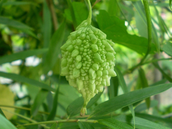赖葡萄又叫金铃子,和苦瓜同属于葫芦科,苦瓜属植物,但不同种.