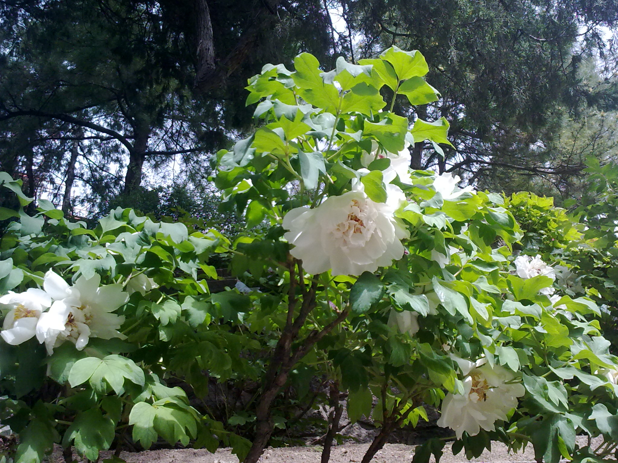 白色牡丹仙子树图片