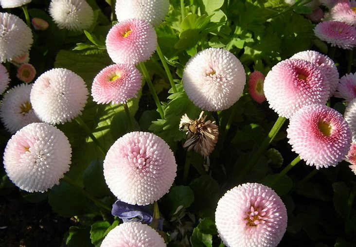 雏菊.jpg