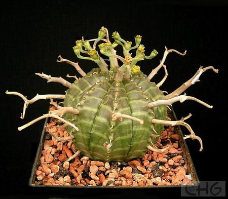 法利达(euphorbia valida) 大戟科大戟属植物产于南非开普省