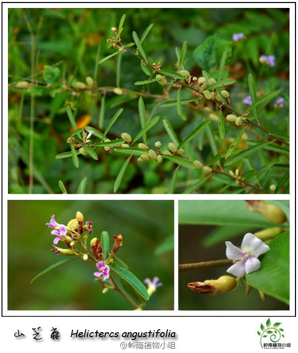 山芝麻(helicteres angustifolia) 梧桐科山芝麻属 常见小灌木,在荒山