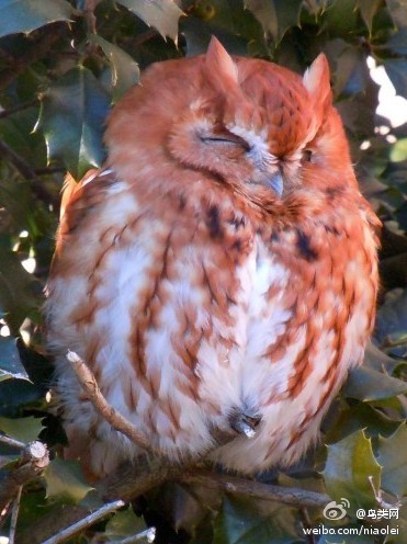 东美角鸮(又叫东部鸣角鸮)(英文名 eastern screech owl,拉丁名