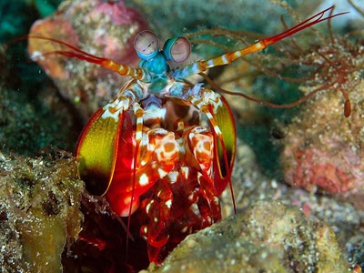 peacock mantis shrimp 雀尾螳螂虾