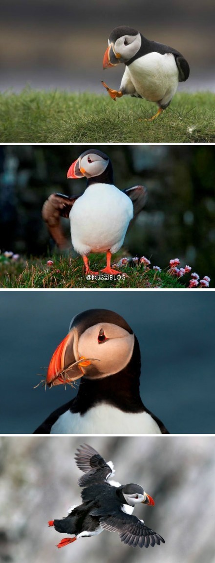 冰岛的国鸟puffin(又叫海鹦或者海鹦鹉),面部表情常年忧国忧民,走路的