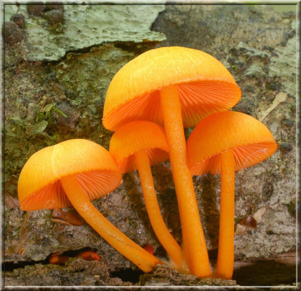 蘑菇
