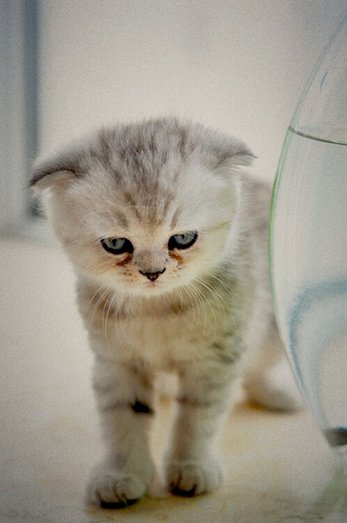折耳猫仔