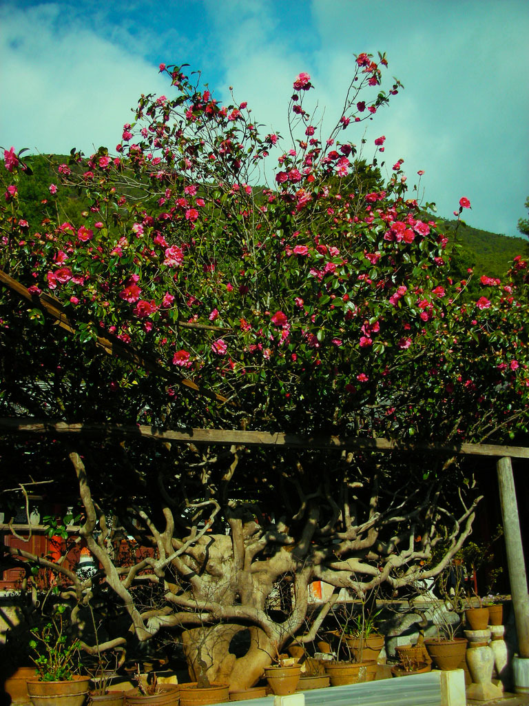 丽江-玉峰寺山茶