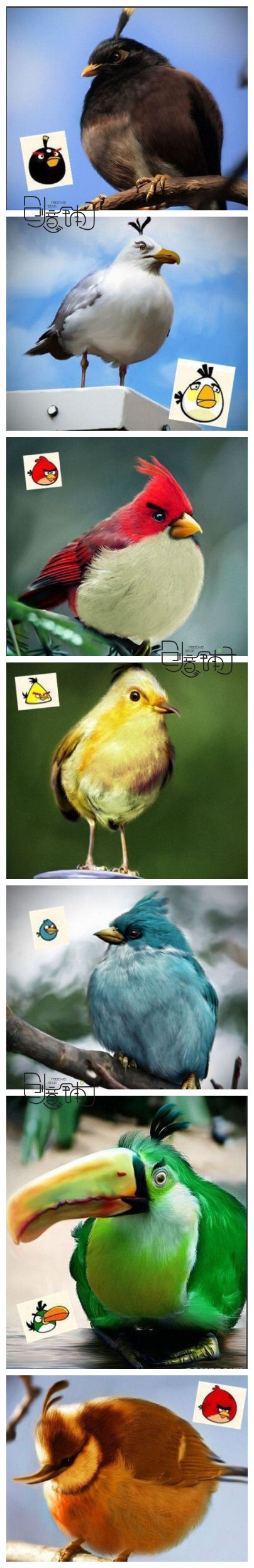 愤怒小鸟们的原型,萌啊