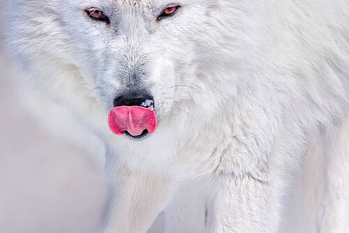 霸气神兽图片白狼图片