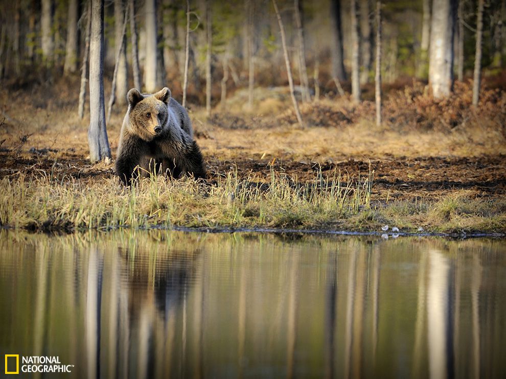 芬兰的一个无人地带,一头熊正在岸边徘徊.