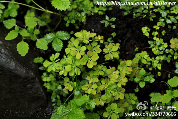 (circaeaster agrestis maxim.),星叶草科星叶草属
