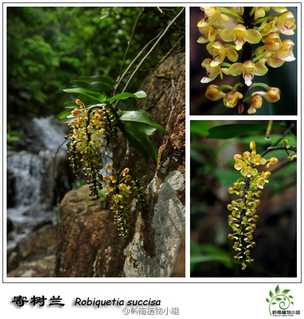 寄树兰(robiquetia succisa)兰科寄树兰属 附生兰.
