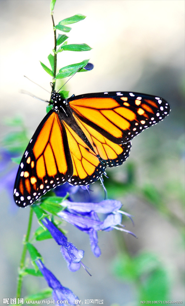 蝴蝶-堆糖,美好生活研究所