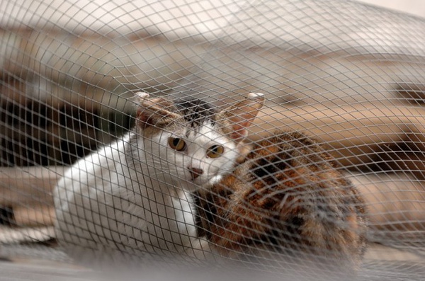 身居香港的摄影记者micros坚持拍摄了街头的猫咪已有10年.http/www.