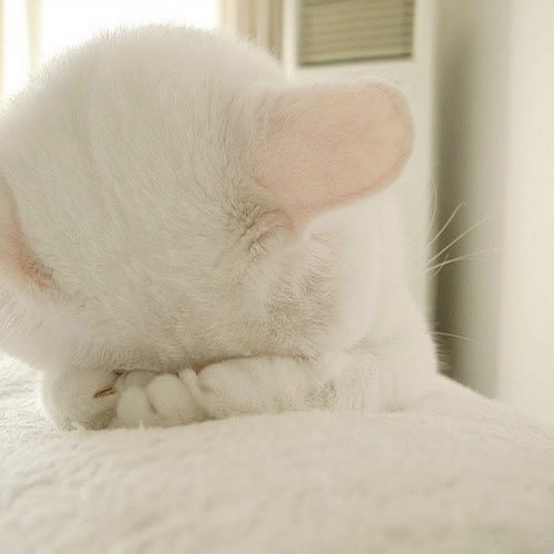 萌萌小白猫