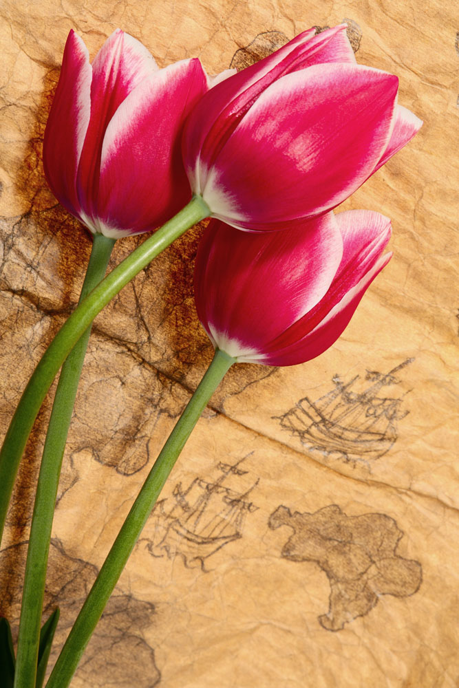 郁金香鲜花图片