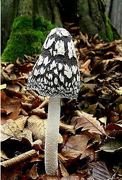 tgnoy  2013年11月22日 17:56   关注  摄影 蘑菇 植物 自然 评论