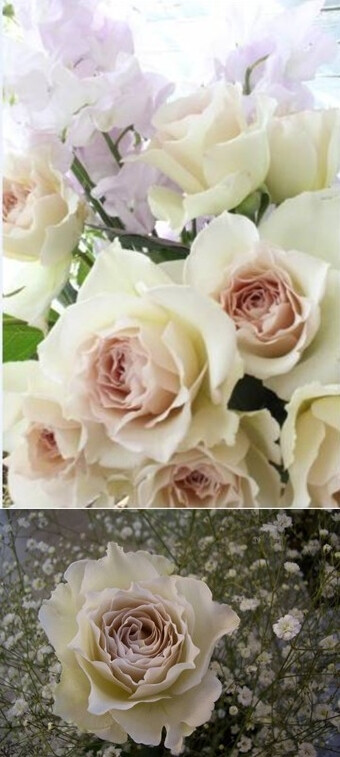 【玫瑰】萨沙天使,切花,四季,开花性好,花量大,是新引进品种.