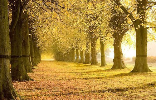 穿过树林找寻我心中的你-堆糖,美好生活研究所