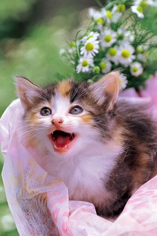 超萌小猫咪!