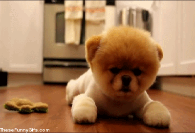 壁纸 动物 狗 狗狗 毛绒玩具 玩偶 399_271 gif 动态图 动图