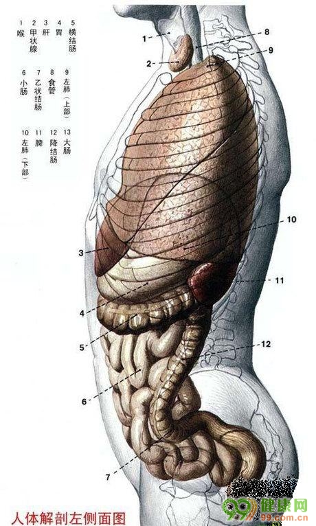 人体解剖 左侧面图