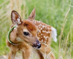 dear deer 鹿其实也是种温柔动物 细细观摩你会爱上它