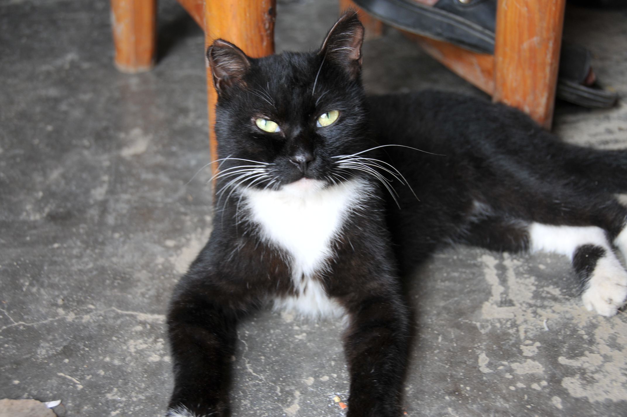 两年前初遇这只猫时记得他是十分傲气的,怎么都不肯看镜头,摸他叫他他