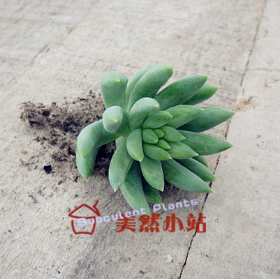 千佛手/菊丸,多肉植物,景天科-淘宝网 去看看