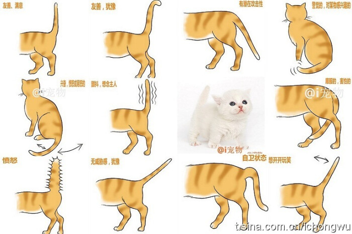 猫咪尾巴的语言