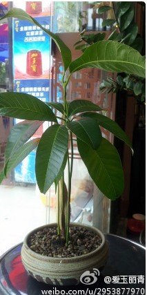 看看,这盆芒果长大了不少哦!