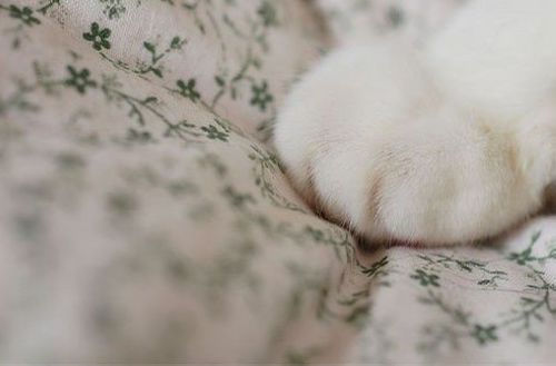 猫 爪爪