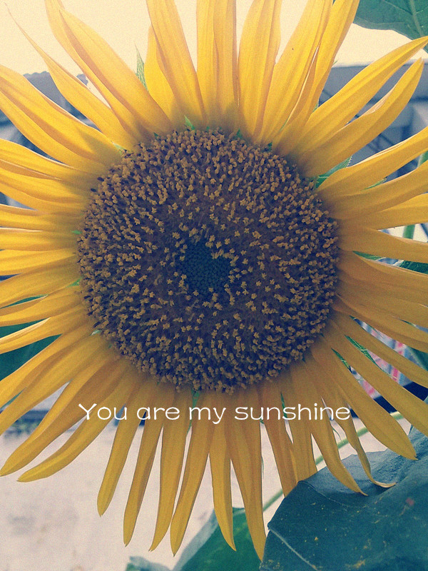 you are my sunshine