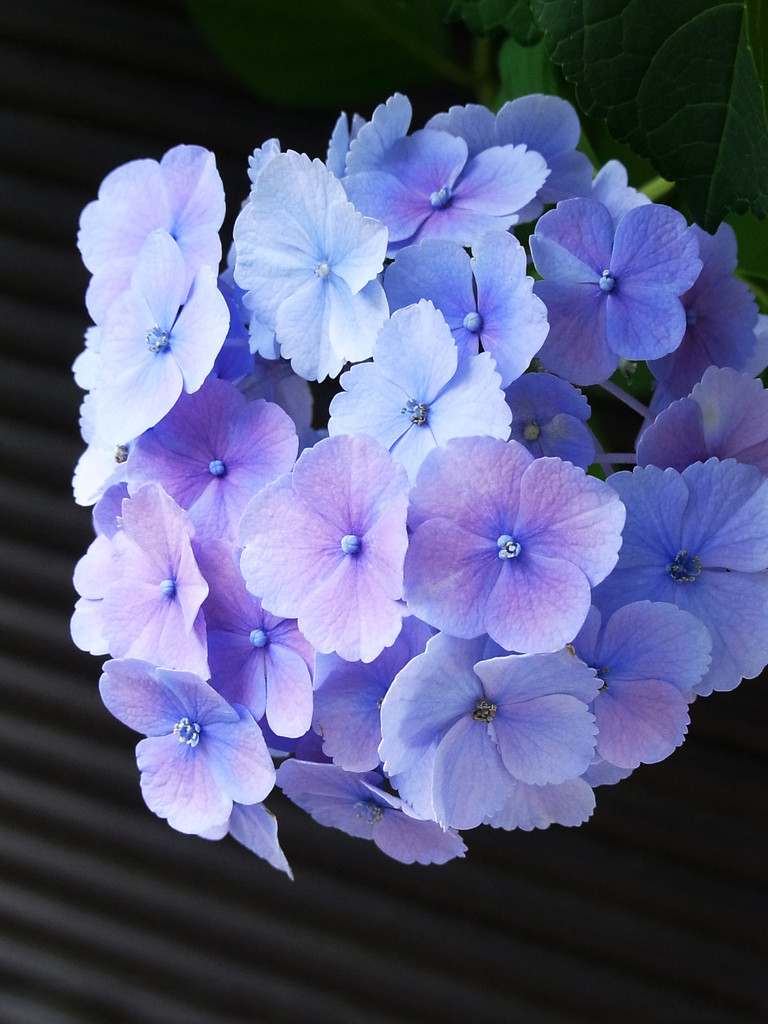 广州绿化公司 绣球花