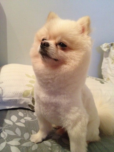 麻麻你又说带我去剪俊介装,为毛大家都说我像草泥马.