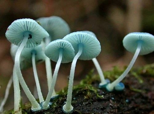 唯美图片:五颜六色的小蘑菇